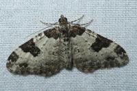 Xanthorhoe fluctuata