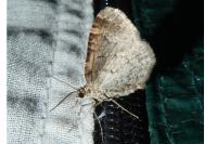 Xanthorhoe ferrugata