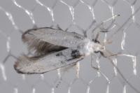 Coleophora kuehnella
