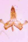 Coleophora kuehnella