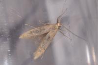 Coleophora lutipennella