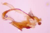 Coleophora lutipennella