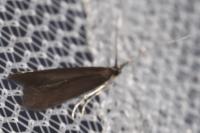 Coleophora albitarsella