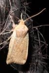 Conistra erythrocephala