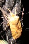 Conistra rubiginea