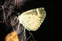 Chloroclysta siterata