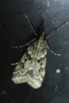 Eudonia angustea