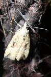 Hypena rostralis