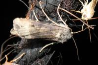 Agrotis ipsilon