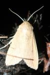 Mythimna unipuncta