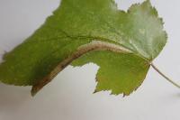 Phyllonorycter mespilella