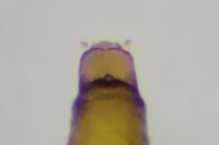 Phyllonorycter mespilella