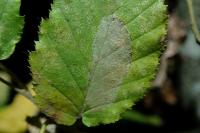 Phyllonorycter esperella