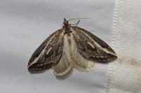 Chesias legatella