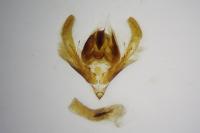 Anchoscelis helvola