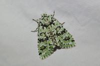 Griposia aprilina