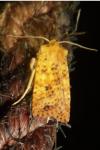 Conistra rubiginea