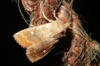 Eupsilia transversa