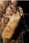 Eupsilia transversa