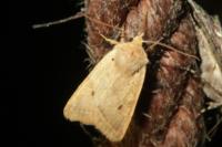 Leptologia macilenta