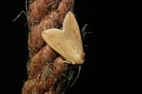 Mythimna unipuncta