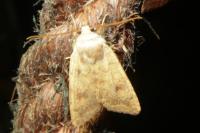 Sunira circellaris