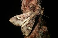 Trigonophora flammea
