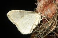 Operophtera brumata
