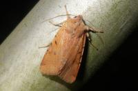 Agrochola lychnidis