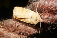 Agrochola lychnidis
