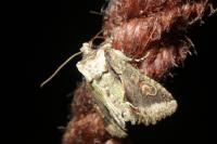 Allophyes oxyacanthae