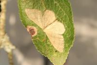 Idaea straminata