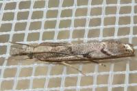 Agriphila geniculea