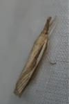 Agriphila tristella