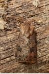 Agrotis bigramma