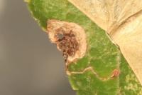 Stigmella plagicolella