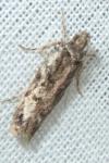 Psoricoptera