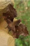 Laothoe populi