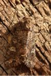 Mamestra brassicae