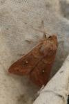 Mythimna albipuncta