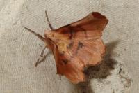 Selenia lunularia