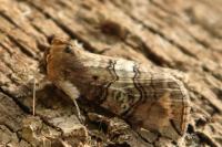 Tethea ocularis