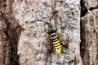 Synanthedon vespiformis