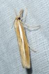 Agriphila tristella