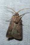 Agrotis bigramma