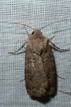 Agrotis bigramma