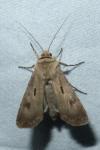 Agrotis exclamationis