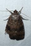 Amphipyra pyramidea