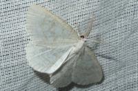 Cabera exanthemata