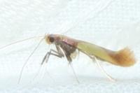 Caloptilia alchimiella